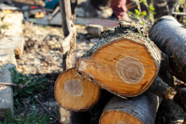 How Our Tree Care Process Works  in  Elizabethville, PA