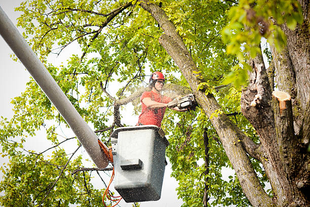 Seasonal Cleanup (Spring/Fall) in Elizabethville, PA