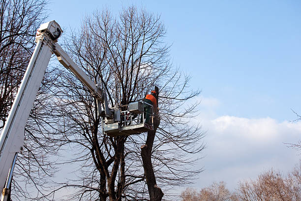 Best Commercial Tree Services  in Elizabethville, PA