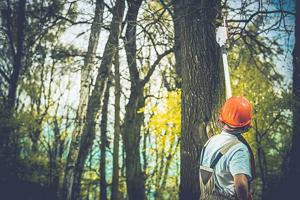 Trusted Elizabethville, PA Tree Care Experts